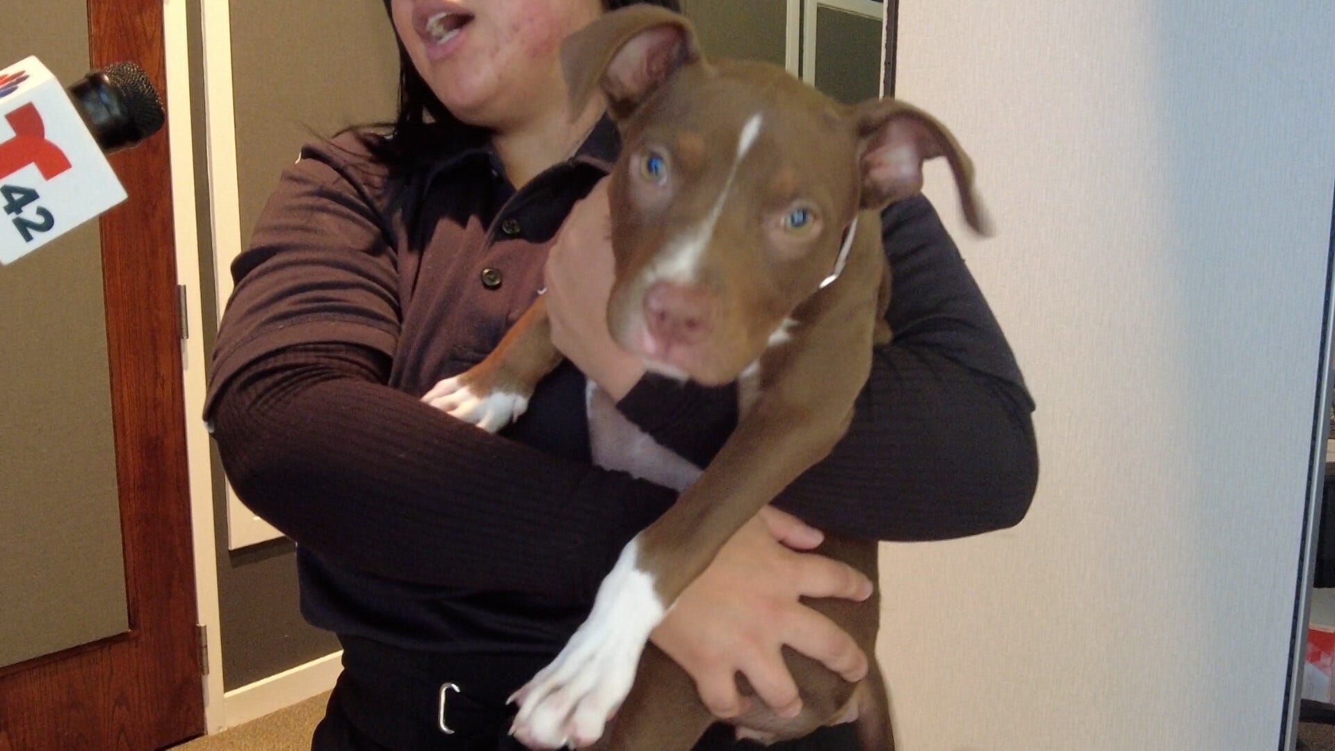 Pet of the Week 12/17/21: Misty of BVSPCA Georgetown Campus